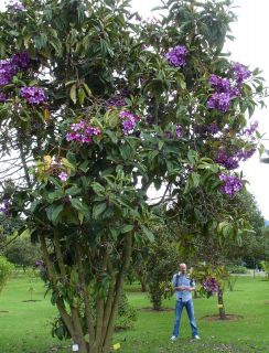 Extremely rare   Meriania nobilis   Spectacular flowering tree