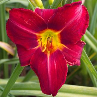 RUFUS RED DAYLILY  DF   LIVE PLANTS   PERENNIAL FLOWERS