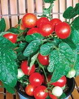 Pack 20 seeds Red Small Tomato Seed Vegetable Seed Fruit Seed Hot C017