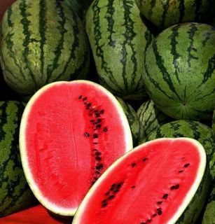 Watermelon Congo Non Hybrid Non GMO Heirloom Garden Seeds Fresh