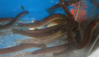 Live Fish 4 Black Kuhli Loache For Freshwater Plant Aquarium