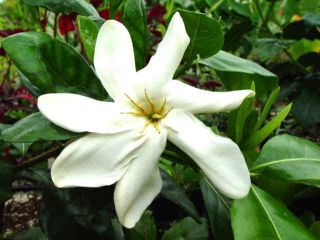 gardenia heaven scent flower1