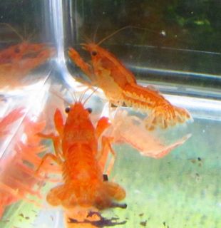  Dwarf Orange Freshwater Crayfish CPO