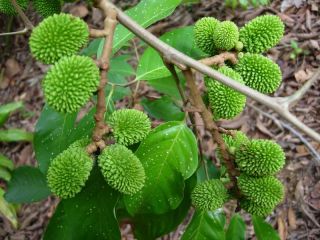  Nephelium mutabile BULALA Ultra Tropical Fruit Tree LIVE RARE SEEDLING