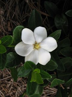 DAISY GARDENIA   Evergreen & Fragrant White Blooms   LIVE PLANT (Pick