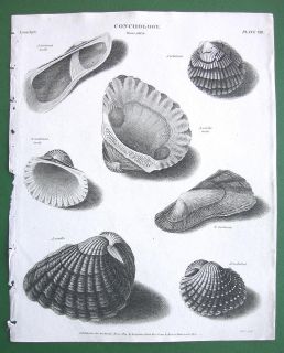 Sea Shells Genus Arca Conchology 1820 Antique Print