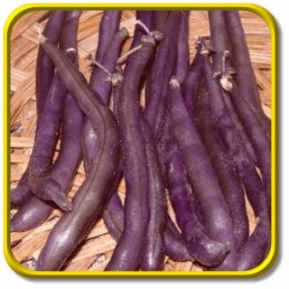  purple podded snap beans royal burgundy beans turn green when cooked