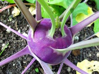  Purple Vienna Non Hybrid Non GMO Heirloom Garden Seeds Fresh