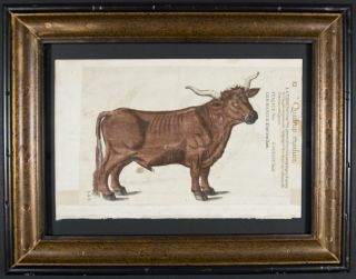 Gesner 1560 Framed Folio Woodcut Bull BOS 12