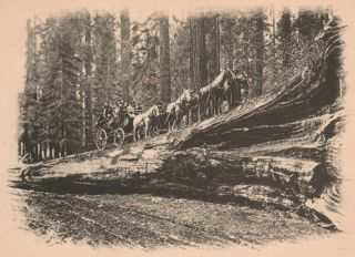 Yosemite NP Giant Sequoia Redwood Tree c1912 Gravure