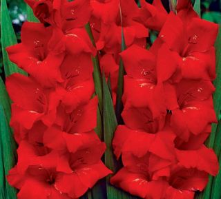 10 RARE Perennials Gladiolus Oscar New Flower Bulb