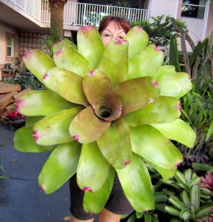 Bromeliads Neoregelia Vulkan Hybrid Giant Beauty