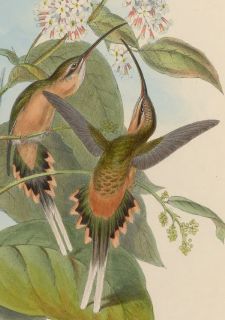 Hummingbirds John Gould 418 Antique Colored Prints Lithographs High