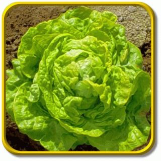 Esmerelda Jumbo Leaf Lettuce Seed Packet 1000