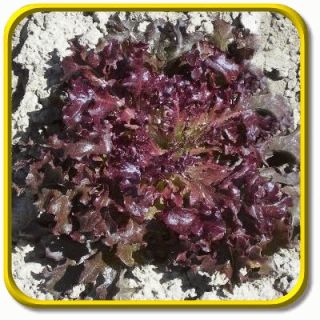 Red Salad Bowl Jumbo Leaf Lettuce Seed Packet 1000