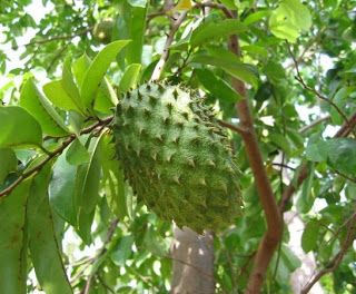 30gr Guanabana Soursop Annona Muricata Graviola Dried Leaves