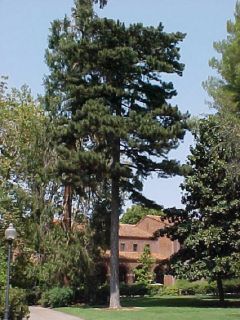 This is a fairly fast growing pine tree coming from Eastern Asia and