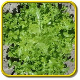 Salad Bowl Jumbo Leaf Lettuce Seed Packet 1000