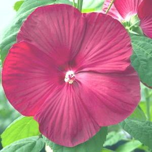 Hibiscus Bundle Packets of 3 Different Varieties Hardy Hibiscus 15