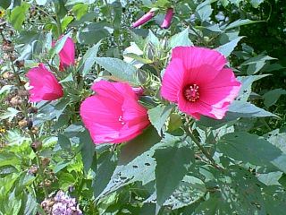 Hardy Giant Perennial Hibiscus 3 Plants Mixed Colors L K