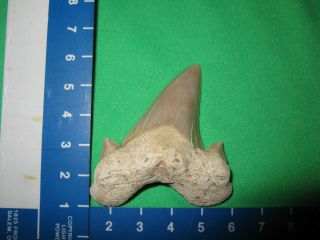  Fossil Carcharocles Auriculatus Shark Tooth Harleyville SC