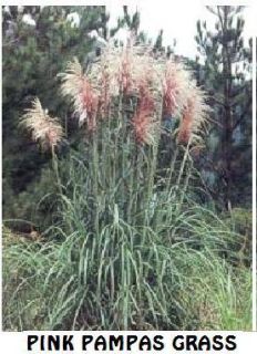 Pink Pampas Ornamental Grass Over 100 Seeds
