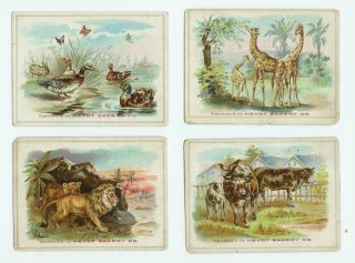 Early 1900s Heydt Bakery Company 11 Trade Cards Animals All Sorts