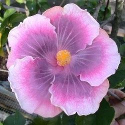  sinensis Tahitian Lavender Rainbow Tropical Hibiscus Plant