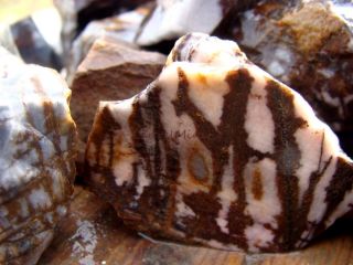 Natural PANTHER JASPER 1000 Carats Rough Rocks VERY UNIQUE Pattern