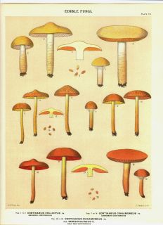 1800s Antique Print Edible Mushroom NY State Botanist Report Color