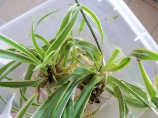 Organic Baby Spider Plant Home Air Cleaner