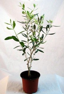 Hirts Olive Tree Tree of Peace Olea Europaea 4 Pot