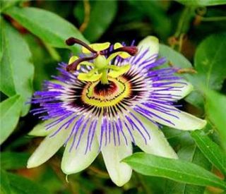  Flower Seeds Blue Passionfruit Seed Organic Passiflora House Plant