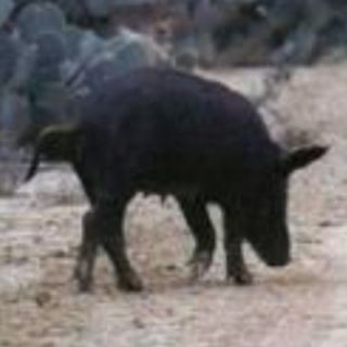 Wild Hog Hunt for 2 Boar Hunting Pig South Texas w 2 Nights