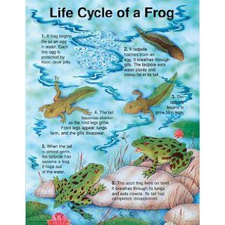 FRANK SCHAFFER PUBLICATIONS CHART THE LIFE CYCLE OF A