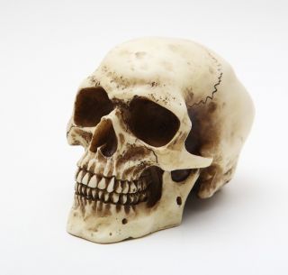 Homosapien Skull Statue Humanlike Small Spooky Collection Figurine