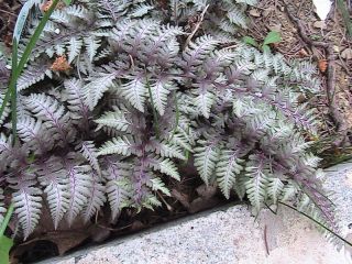 50 Japanese Painted Fern Spores Seeds Remarkable Plant