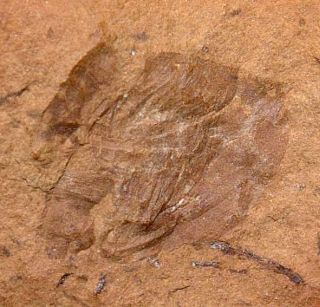 Very RARE Carboniferous Fossil Insect in Nodule