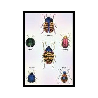 Beetles of Barbary and the Americas #1 12x18 Giclee on