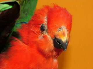 King Parrot Stuffed Bird Taxidermy