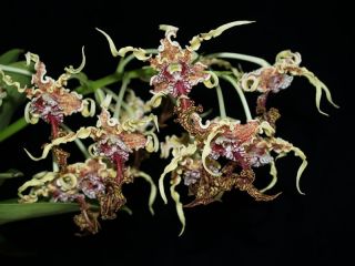 Bin Den Spectabile x SIB Unusual Alien Orchid Weird