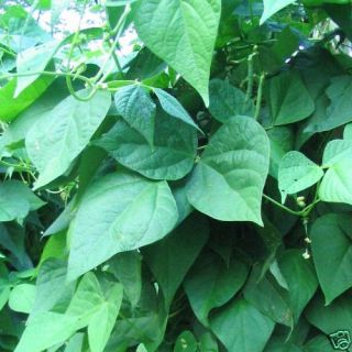 Green Bean Kentucky Wonder Pole 50 Seeds Sale