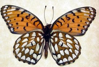 The Regal Fritillary Speyeria Idalia Real Framed Butterfly 8094V