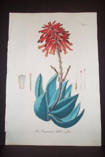1828 Wagner H C Litho Aloe Commelini Aloe Flower
