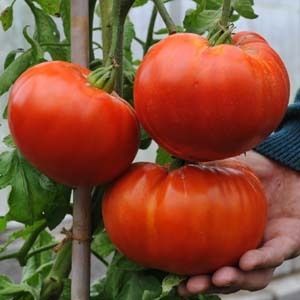 Tomato Delicious Vegetable Seeds Guiness World Record