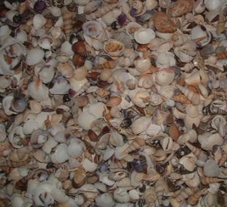 lb Medium Beach Indian Ocean Mixed Seashells Sea Shells Item SM SM3