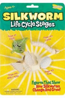 Insect Lore 6115 Silkworm Life Cycle Stages New