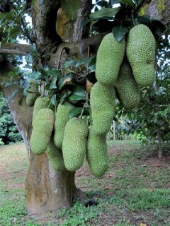 Chempedak Artocarpus Integer Yummy Like Jakfruit RARE Fruit Tree Live
