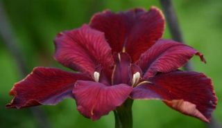 Large Cherry Bounce Louisiana Water Iris for Garden or Pond Flowers