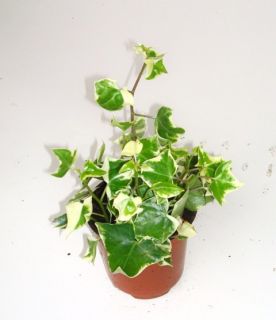 Senecio German Ivy Tropical Plant Vine
